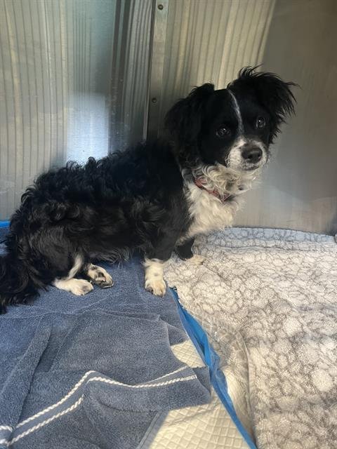 HOPPER - Terrier available for adoption