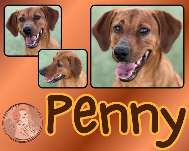 PENNY - Hound available for adoption