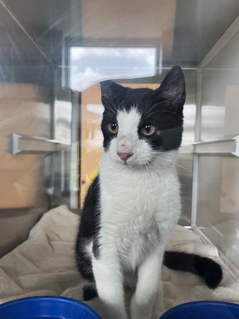 CATZILLA - Domestic Short Hair available for adoption