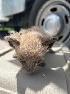 COUNT ALEXI - Domestic Short Hair available for adoption