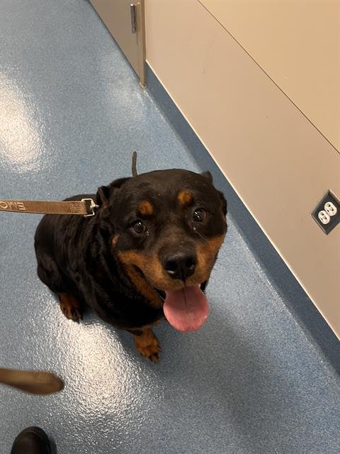 RUMBLE - Rottweiler available for adoption