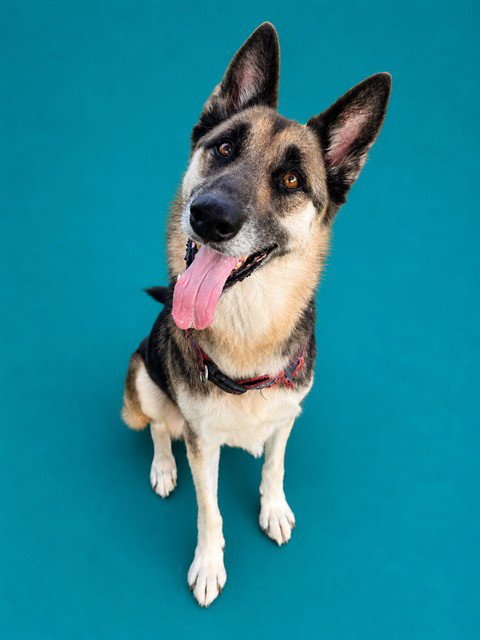 MAX - German Shepherd Dog for adoption in Pearland
