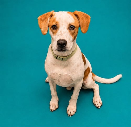 CALEB - Beagle for adoption in Pearland