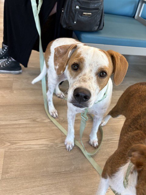 CALEB - Beagle available for adoption