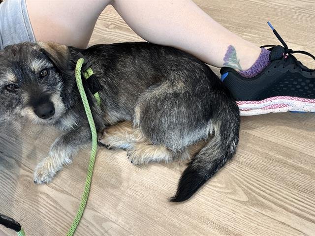 CLYDE - Dachshund available for adoption