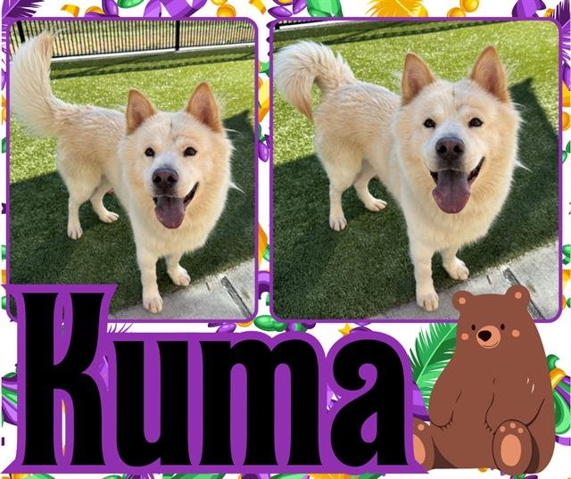 KUMA Image