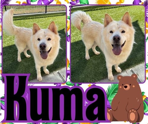 KUMA - Chow Chow available for adoption