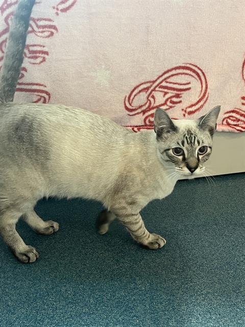 GHOST - Domestic Short Hair available for adoption