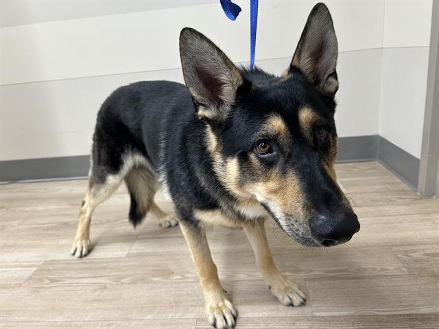 PAVLOV - German Shepherd Dog available for adoption