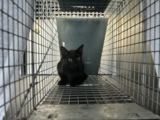 DAMON - Domestic Short Hair available for adoption