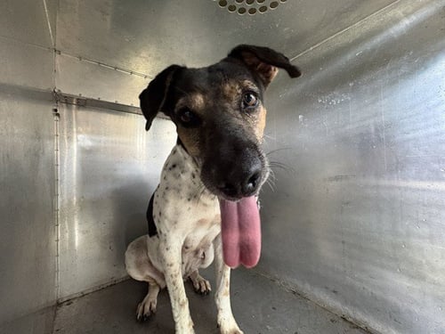 FYDA - Terrier available for adoption