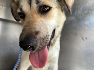 LESLIE - German Shepherd Dog available for adoption