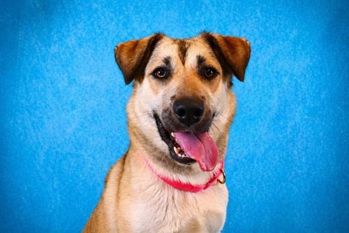 LESLIE - German Shepherd Dog available for adoption