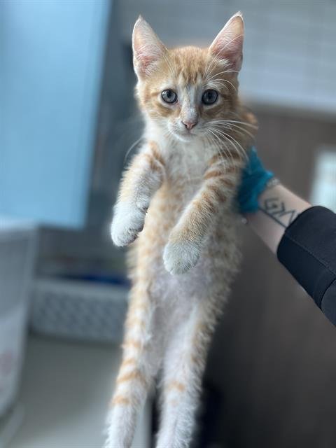 RON - Domestic Short Hair for adoption in Pearland