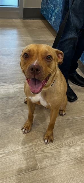 TOASTIE - Pit Bull Terrier available for adoption
