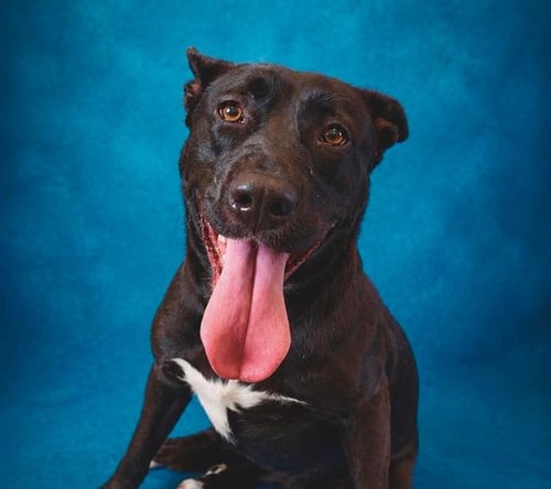 ARCH - American Pit Bull Terrier available for adoption