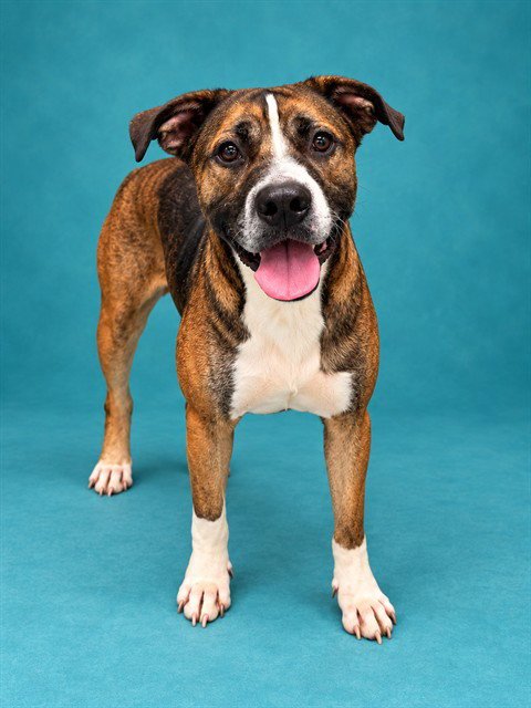 RAINIER - Mastiff available for adoption