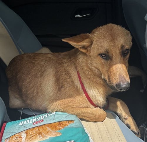 FERRIS - German Shepherd Dog for adoption in Pearland