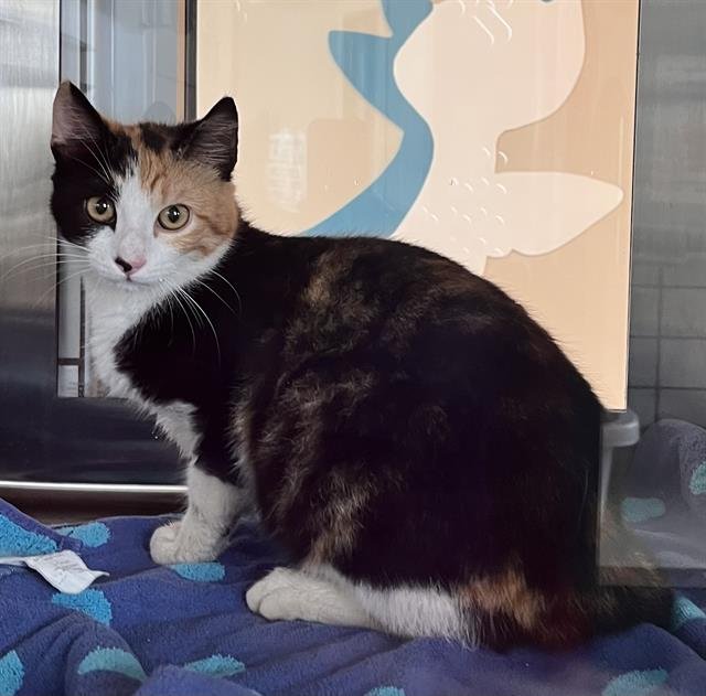 BOW - Domestic Short Hair available for adoption