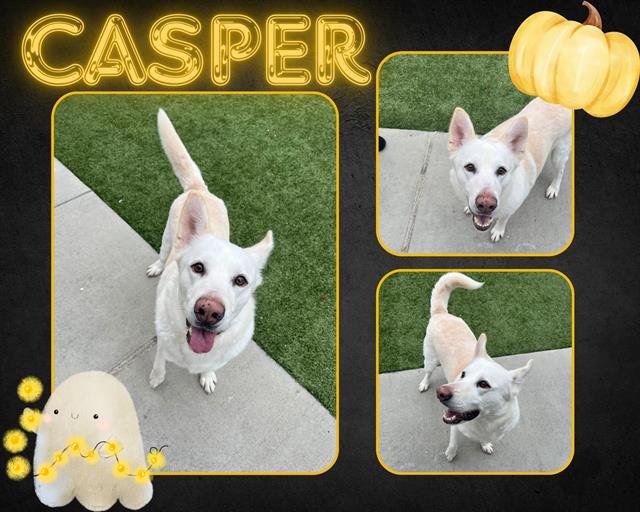 CASPER - German Shepherd Dog available for adoption