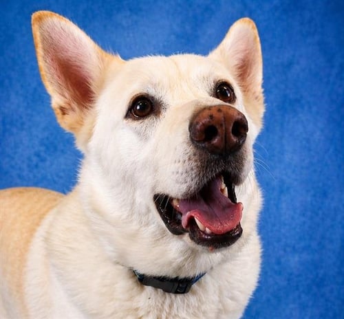 CASPER - German Shepherd Dog available for adoption