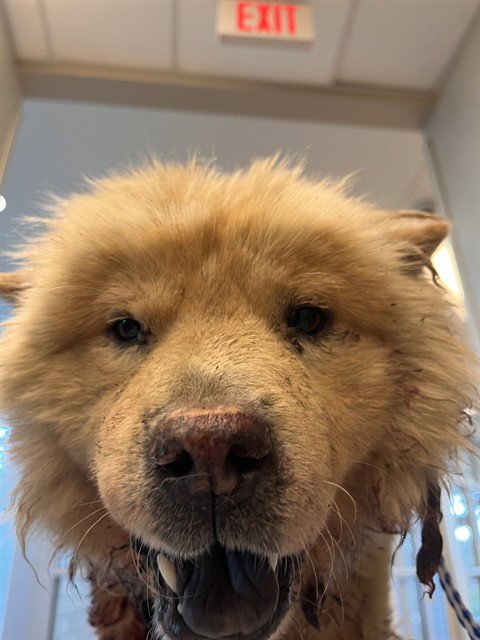 MUFASA - Chow Chow available for adoption