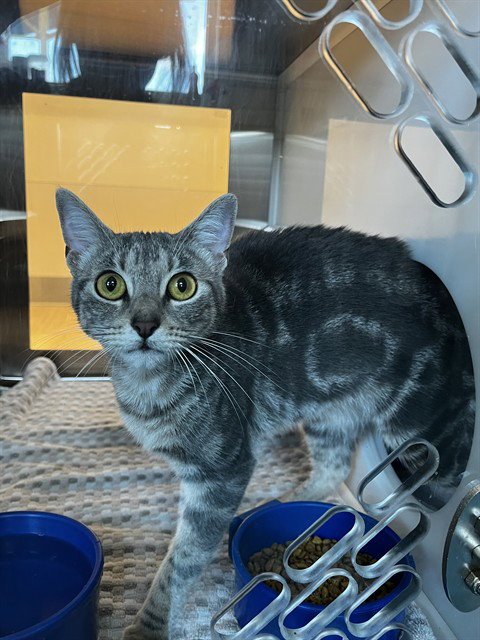 MILLIE - Domestic Short Hair for adoption in Pearland
