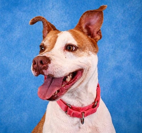 DAPHNE - Pit Bull Terrier available for adoption
