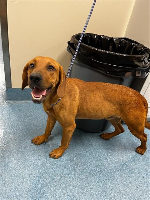 MACAROON - Redbone Coonhound available for adoption