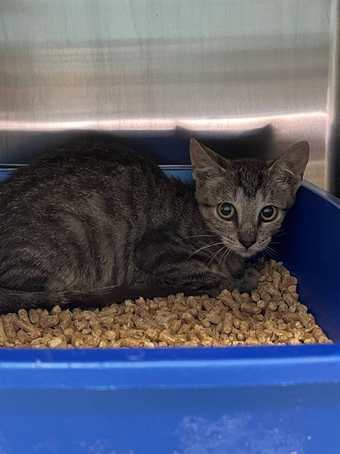 DOUBLEMINT - Domestic Short Hair for adoption in Pearland