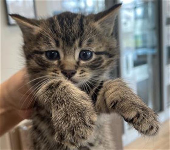 DOM - Domestic Short Hair available for adoption