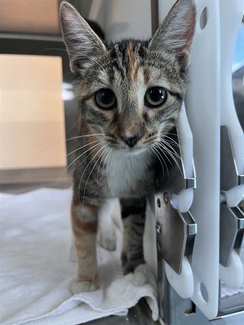 DOLLY PURRTON Image