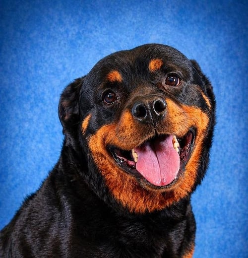 CALLIE - Rottweiler available for adoption