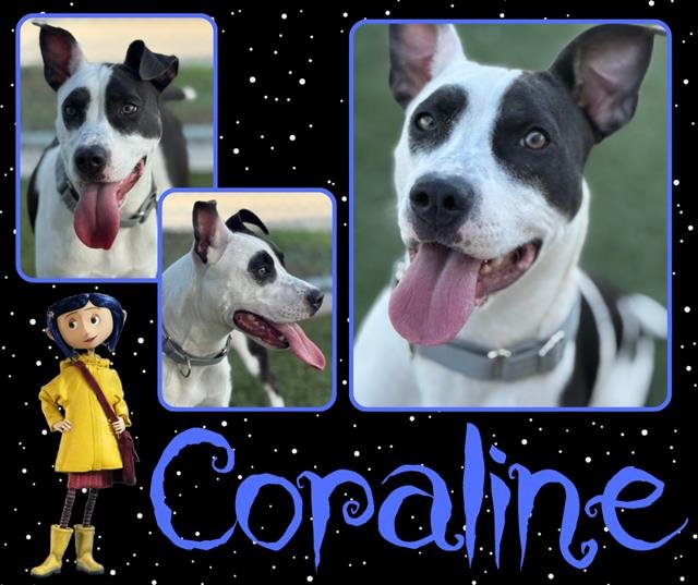 CORALINE - Labrador Retriever / Pit Bull Terrier available for adoption