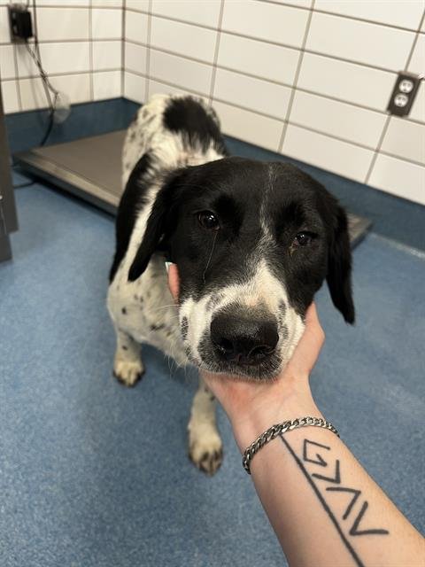 SPRING - German Shorthaired Pointer available for adoption