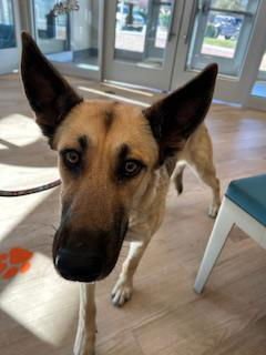 SAHARA - German Shepherd Dog available for adoption