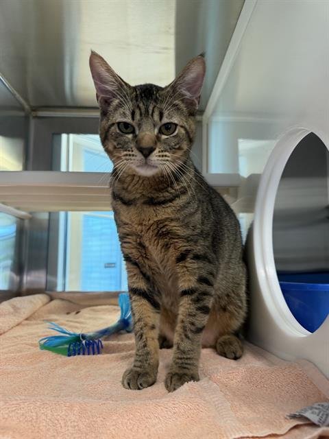 BELLY - Domestic Short Hair available for adoption