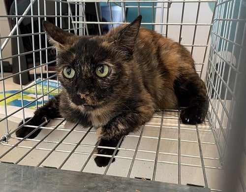 SLEEPY - Domestic Short Hair available for adoption