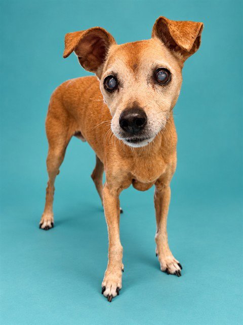BROSKI - Terrier available for adoption