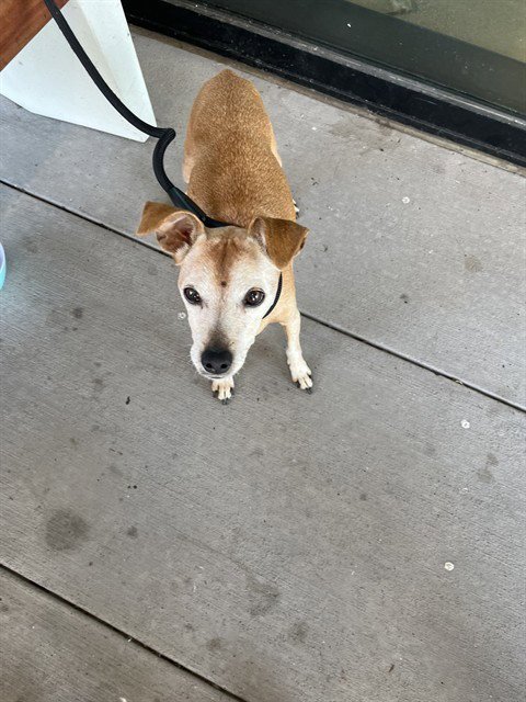 BROSKI - Terrier available for adoption
