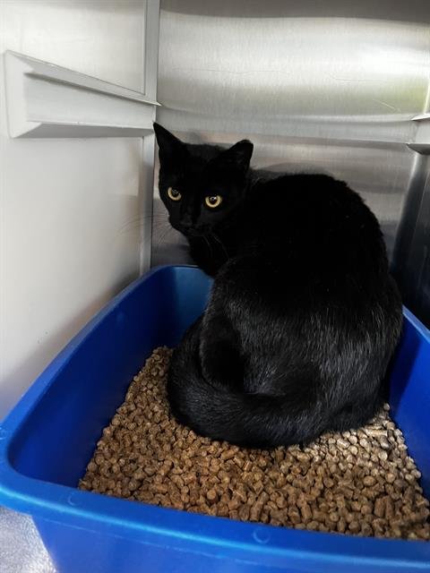 UMBREON - Domestic Short Hair available for adoption