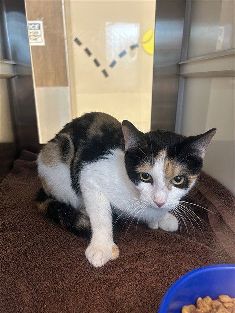 CARRIE - Domestic Short Hair available for adoption