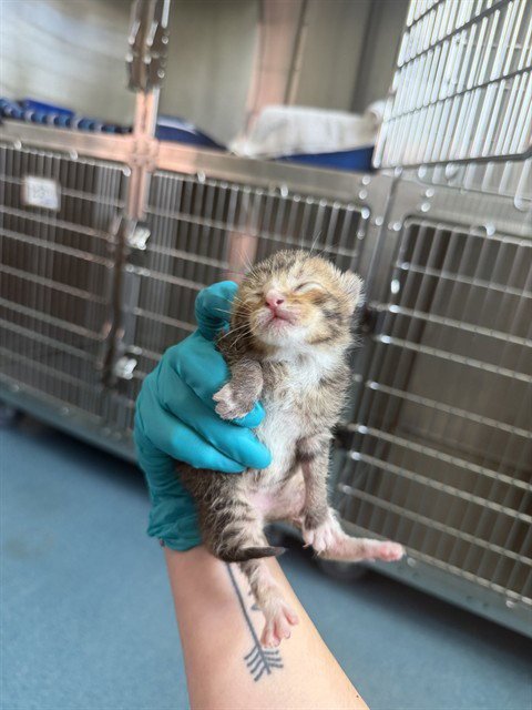 WORK - Domestic Short Hair for adoption in Pearland
