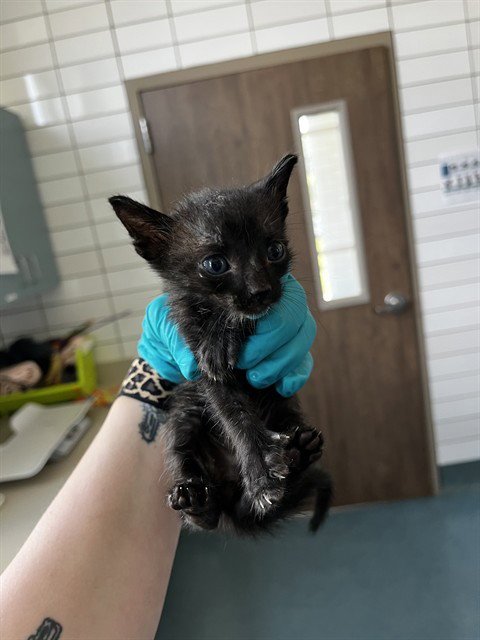 BYZE - Domestic Short Hair available for adoption