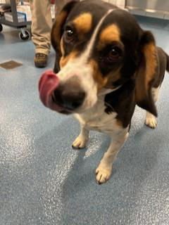 CHARLIE - Beagle available for adoption