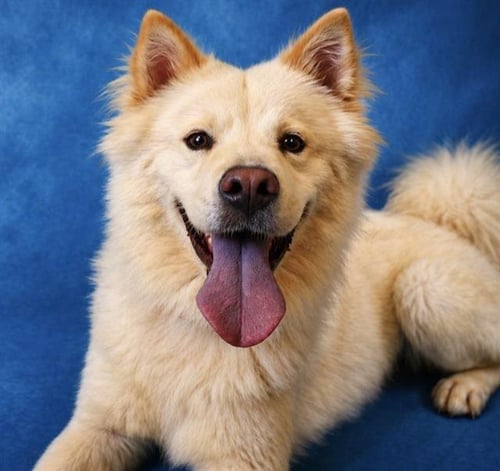 KUMA - Chow Chow for adoption in Pearland
