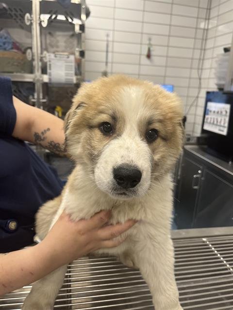 SNOWBALL - Great Pyrenees available for adoption
