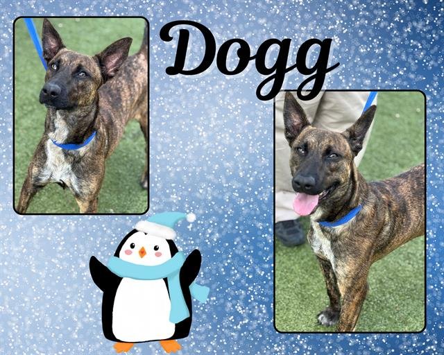 DOGG - Belgian Shepherd Malinois available for adoption