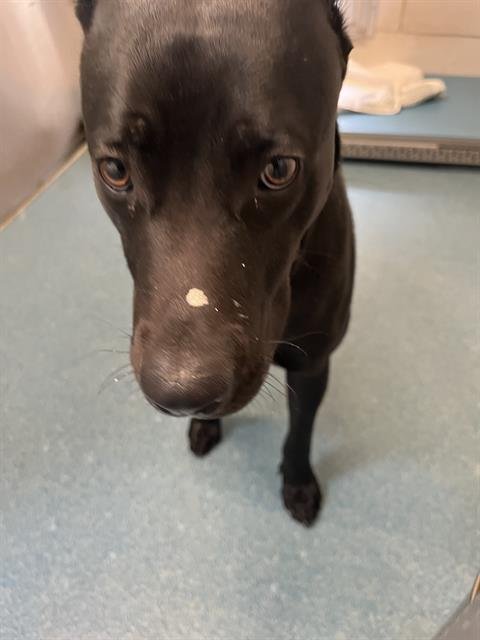 FUSION - Labrador Retriever available for adoption