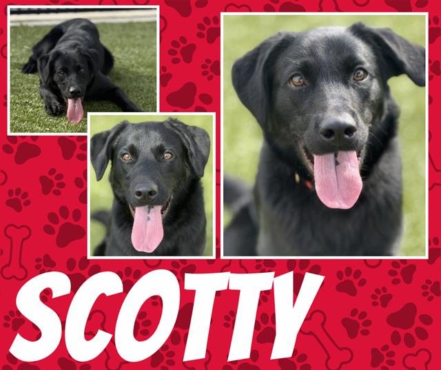 SCOTTY - Labrador Retriever available for adoption